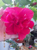 30 septembrie 2013-flori 073