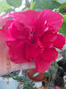 30 septembrie 2013-flori 075