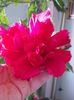 30 septembrie 2013-flori 078