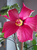 30 septembrie 2013-flori 098