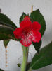 30 septembrie 2013-flori 079
