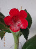 30 septembrie 2013-flori 080