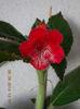 30 septembrie 2013-flori 082