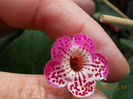 30 septembrie 2013-flori 084