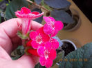 30 septembrie 2013-flori 087