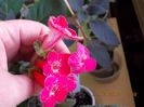 30 septembrie 2013-flori 088