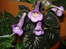 Country Crocus