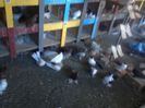 suceava porumbei 096