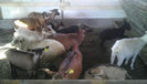 IMAG0676