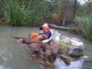 Mandarin