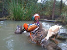 Mandarin