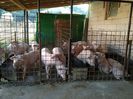 Porci in crestere