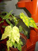 DSCN0508