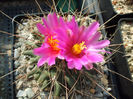 DSCF8937