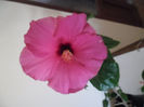 Adonicus Pink