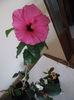 Adonicus Pink