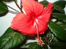 Surinam