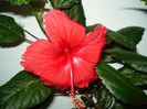 DSC09650