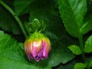 DSCN3343