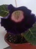tigrina blue dark