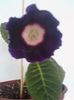 tigrina blue dark