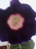 tigrina blue dark