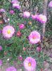 aster  roz