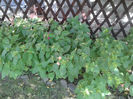 Mirabilis, august