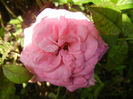 Rose Pleasure (2013, July 10)