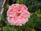 Rose Pleasure (2013, July 26)