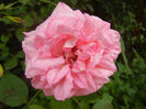 Rose Pleasure (2013, July 26)