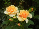 Orange Miniature Rose (2013, Jul.26)
