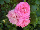 Pink Miniature Rose (2013, Jun.18)