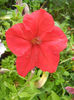 Red petunia, 20jun2013