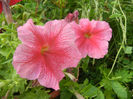Pink petunias, 20jun2013