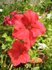 Red petunias, 23jun2013