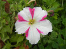 Pink & White petunia, 24jun2013