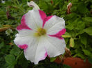 Pink & White petunia, 24jun2013