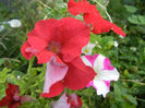 Petunias, 10jul2013