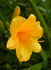 Hemerocallis Stella de Oro (2013, Jun.20)