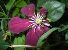 Clematis Niobe (2013, June 20)