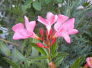 Pink Oleander (2013, July 10)
