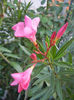 Pink Oleander (2013, July 10)