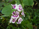 Dianthus barbatus (2013, July 26)