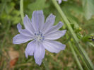 Cichorium intybus (2013, July 26)