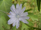 Cichorium intybus (2013, July 26)