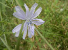 Cichorium intybus (2013, July 26)