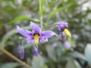 Solanum dulcamara (2013, June 20)