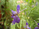 Delphinium consolida (2013, June 12)