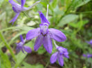 Delphinium consolida (2013, June 13)